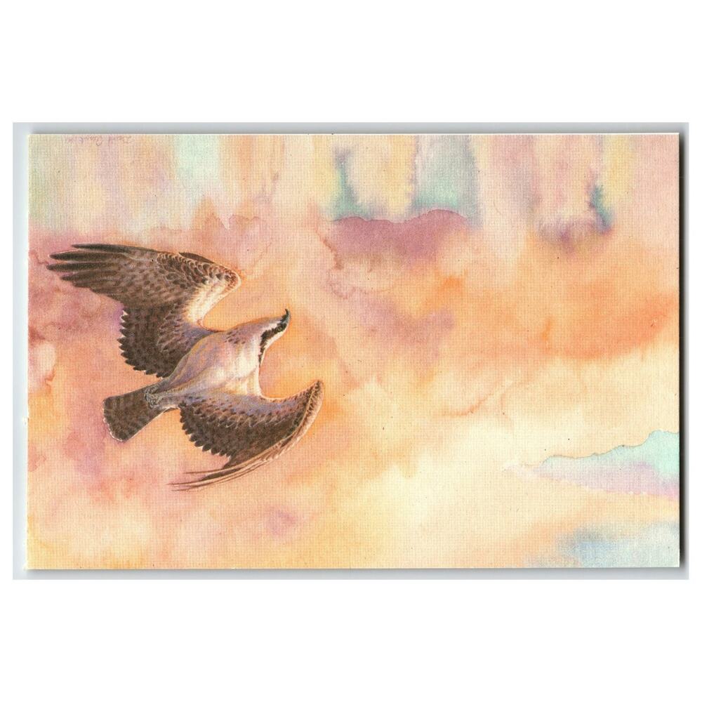 Osprey at Dusk Postcard by David Plank - Bird Watcher's Digest Art Print